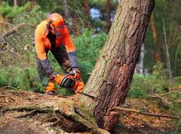 Best Tree Mulching  in Foresthill, CA